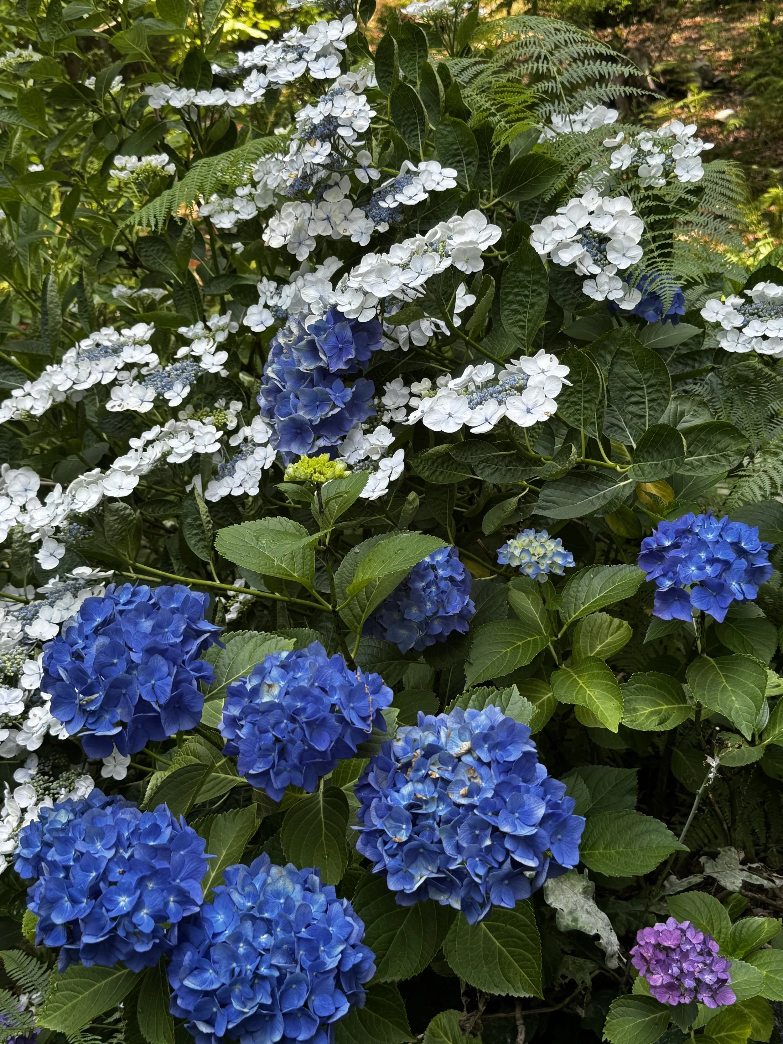 IMG_2457.jpeg
