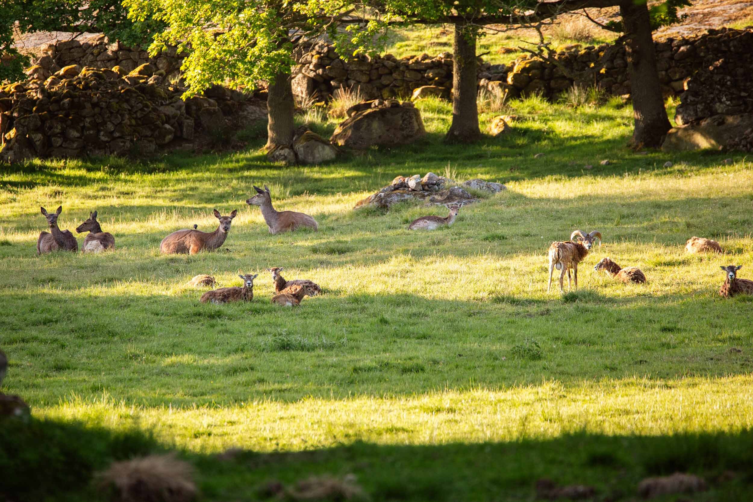 Safaripark © Foto Angelica Zander