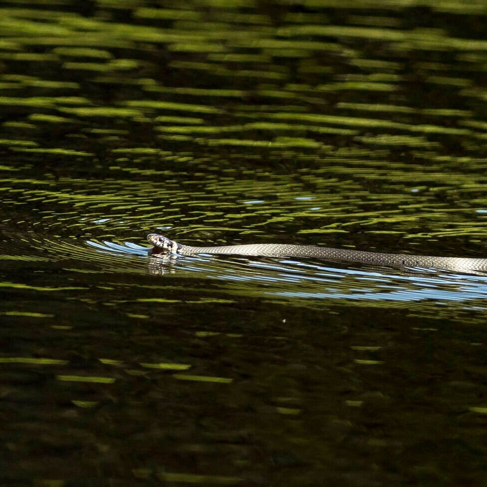 djur-snok-Eriksberg_hotell_safaripark-Blekinge-042-1500px.jpg