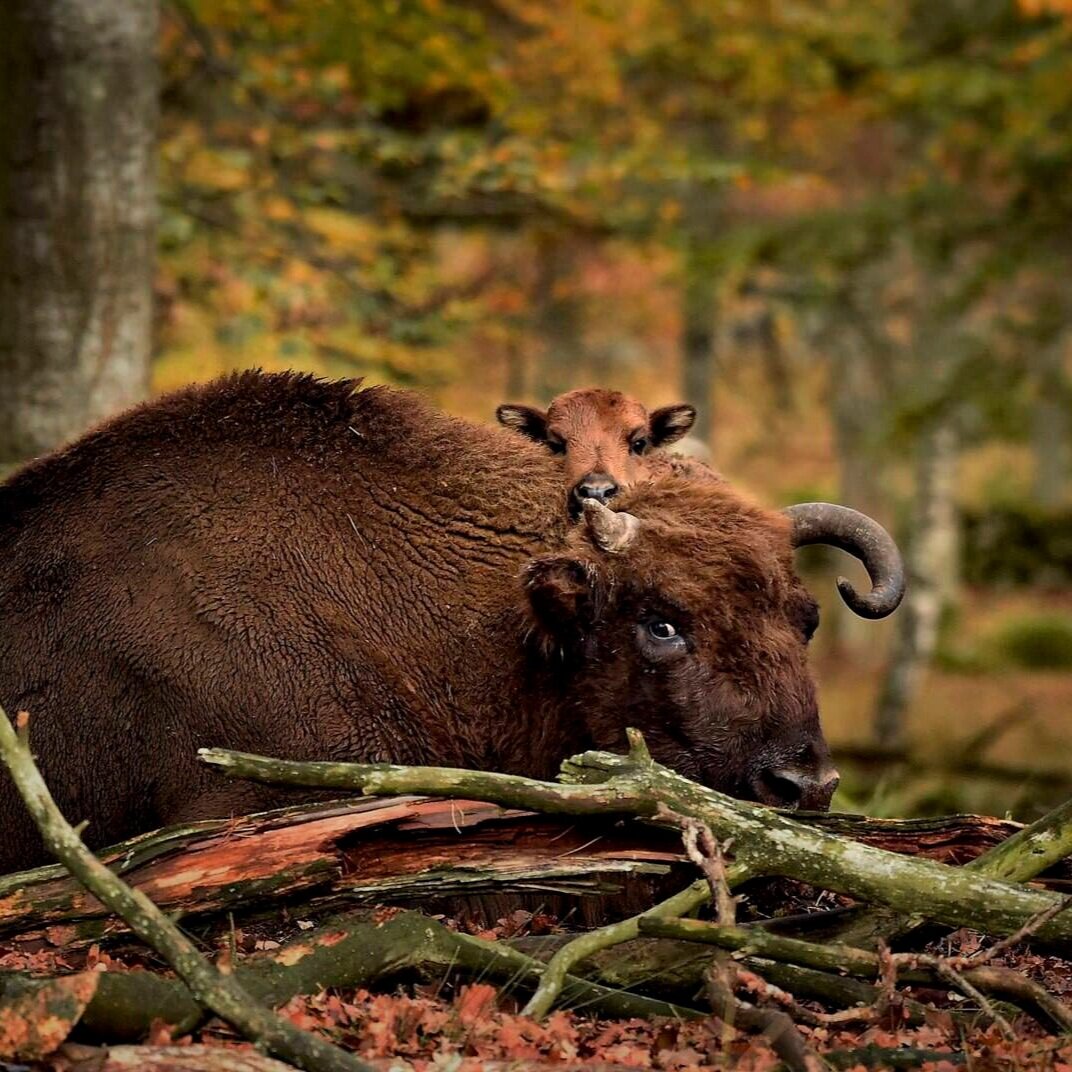 djur-visent-Eriksberg_hotell_safaripark-Blekinge-023-1500px.jpg