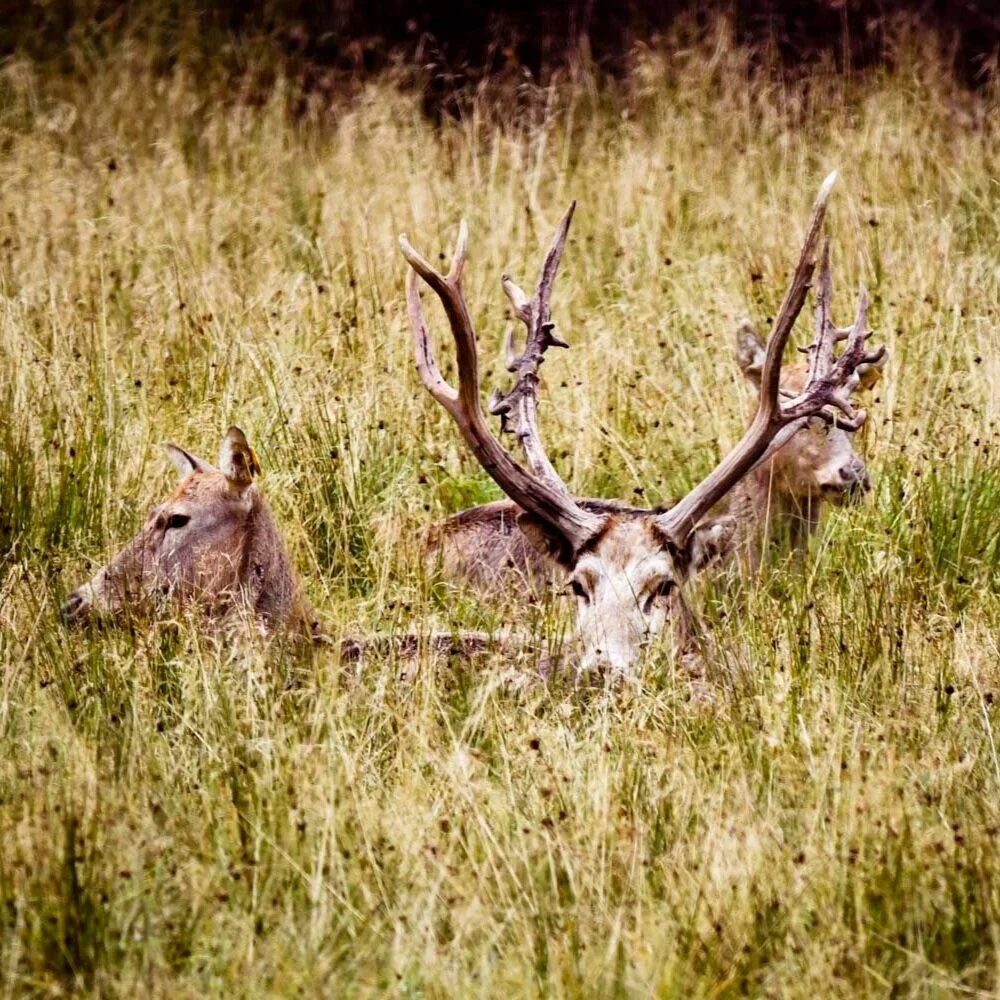 djur-davidshjort-Eriksberg_hotell_safaripark-Blekinge-026-1500px.jpg