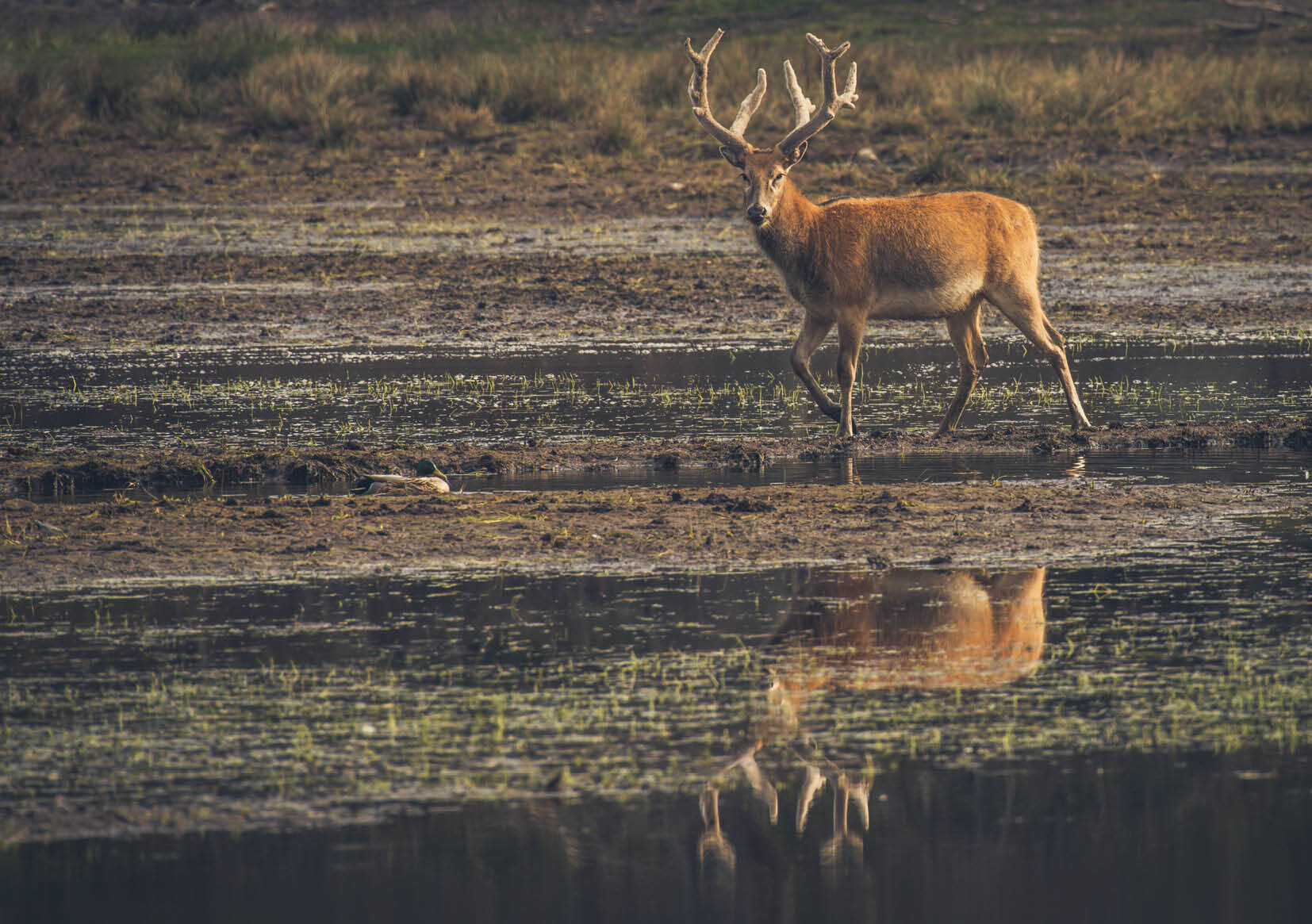 Fotogomsle_Eriksberg_aktivitet_safaripark_Blekinge.jpg