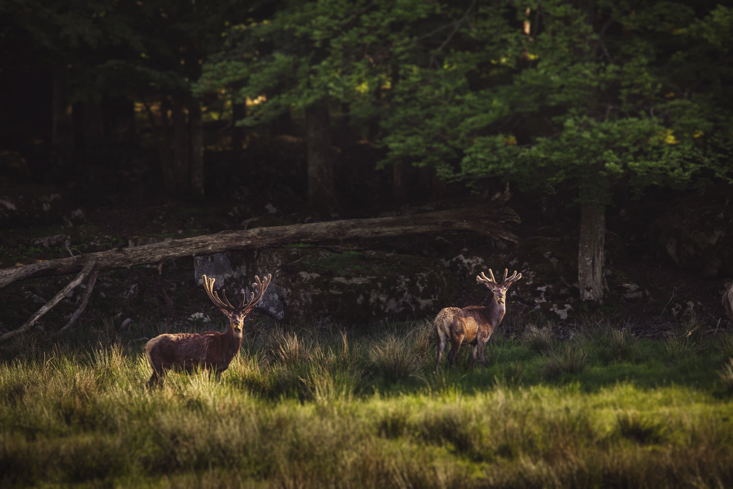 djur-kronvilt-Eriksberg_hotell_safaripark-Blekinge-012-2500px.jpg