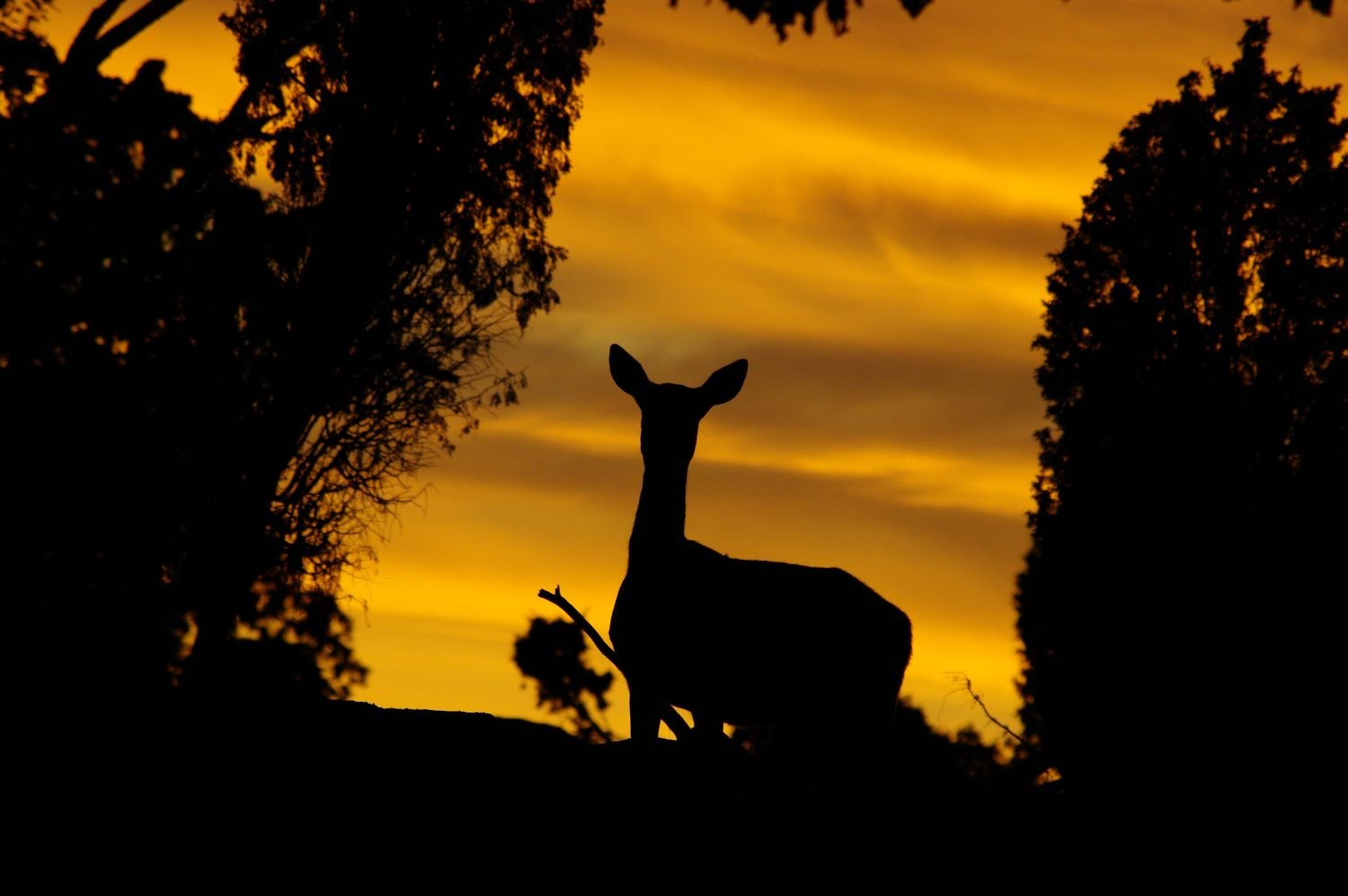 aktiviteter-skymningssafari-Eriksberg-safaripark-Blekinge (1).JPG