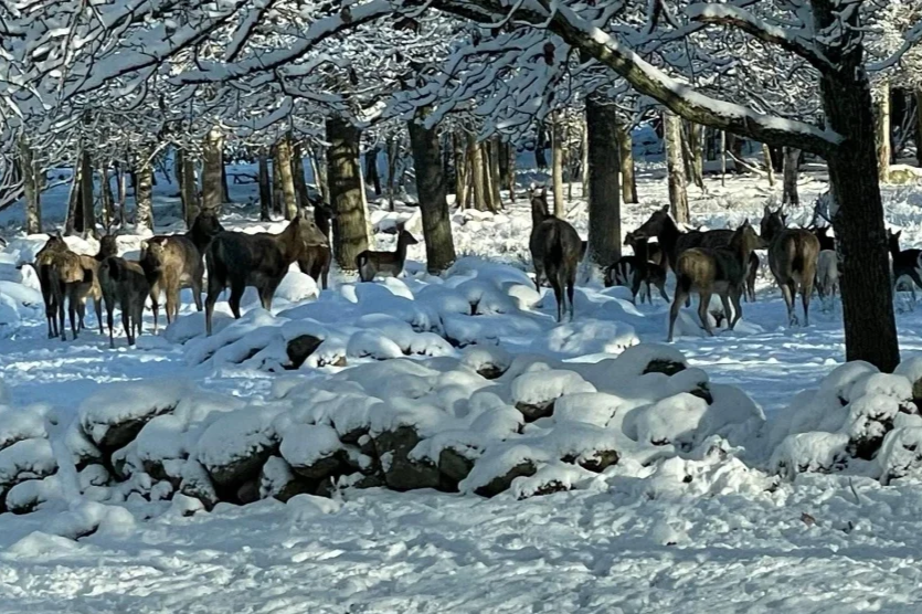 Nyårssafari