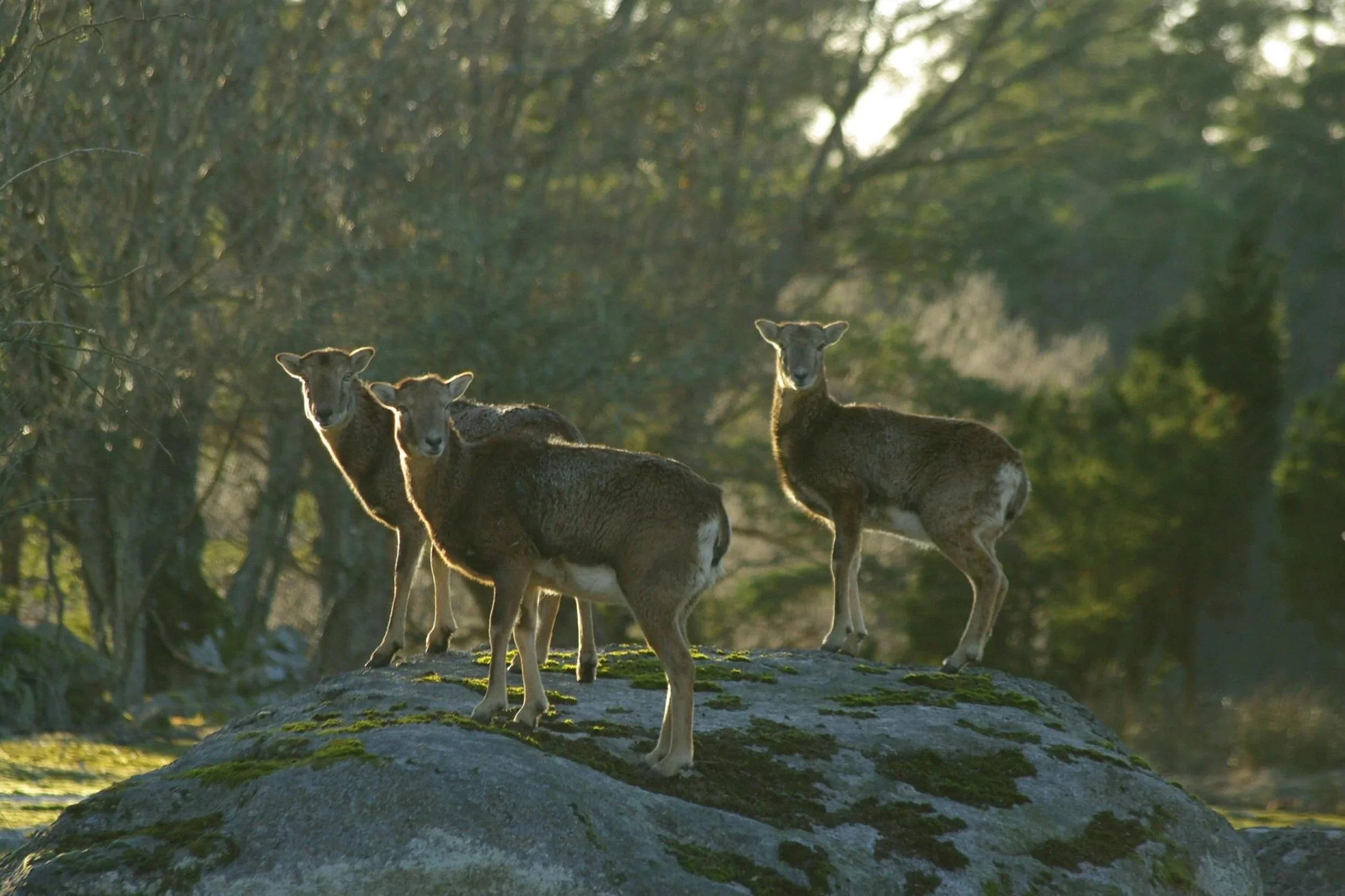 Påskpaket på Eriksberg