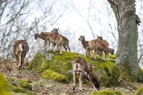 Eriksberg Hotell & Safaripark