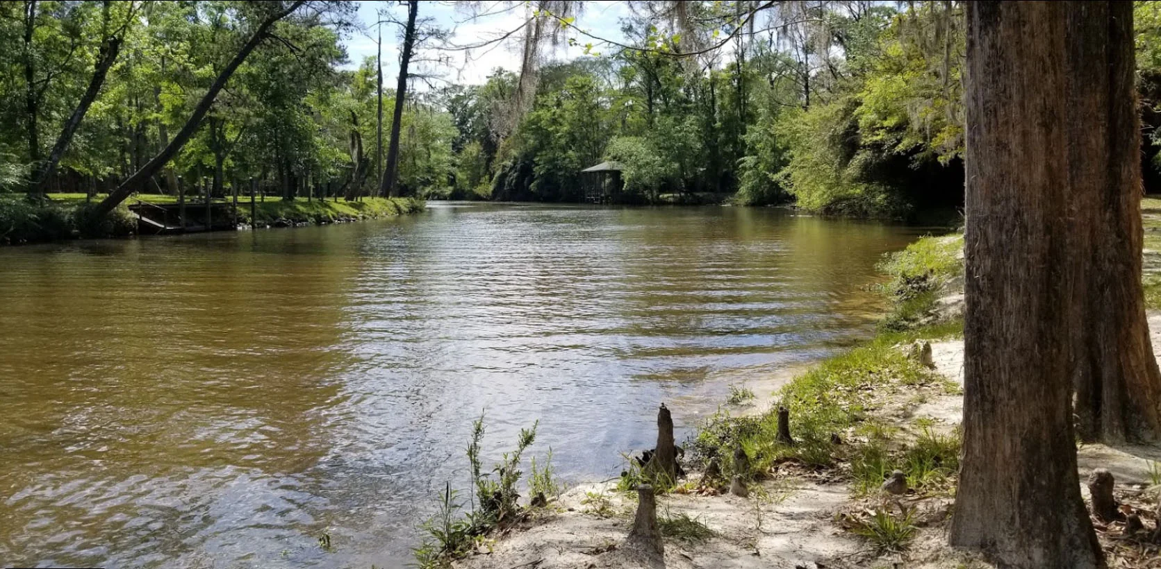 Swamp Park.jpg