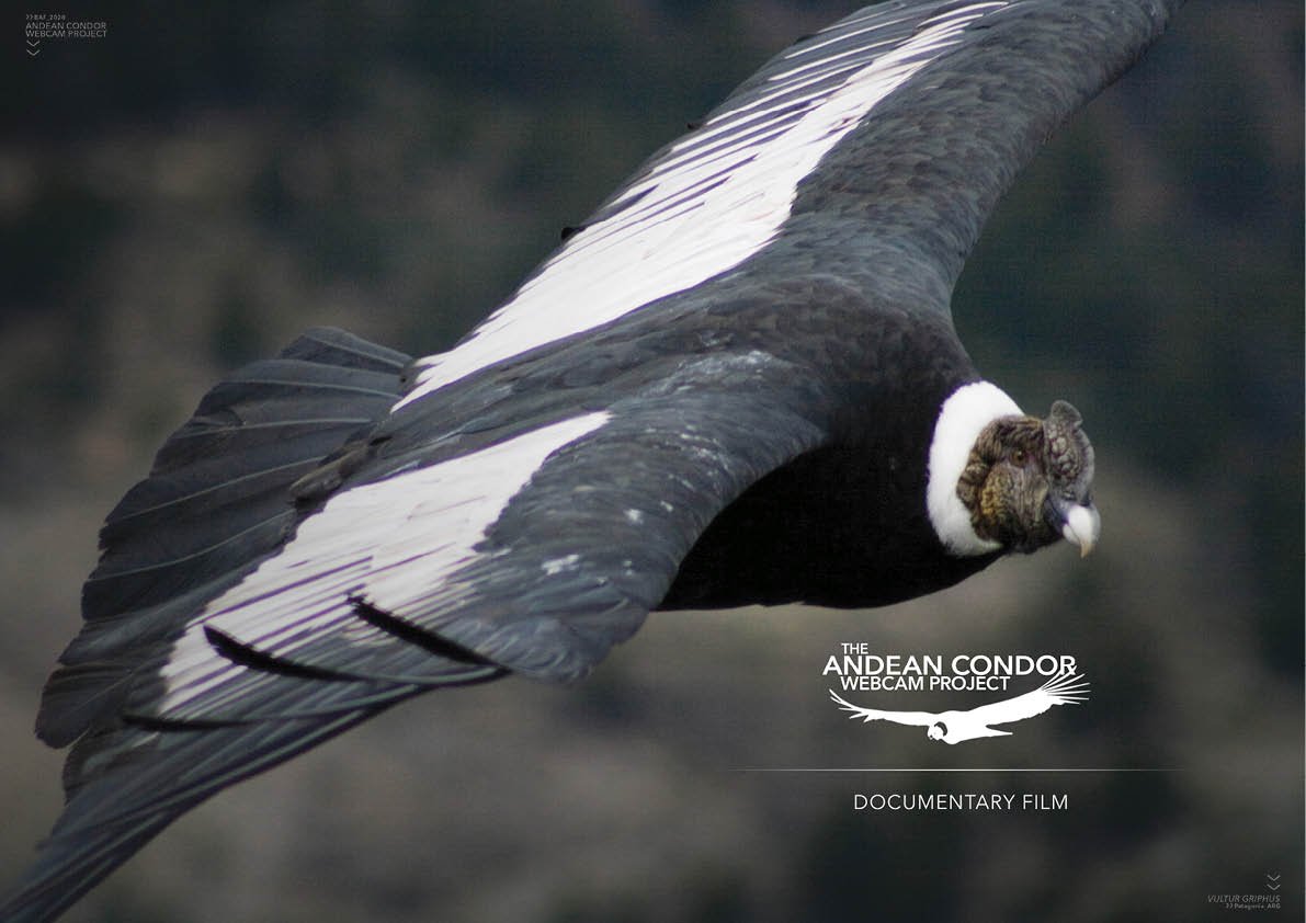 Condor Webcam_Short_Documentary film.jpg