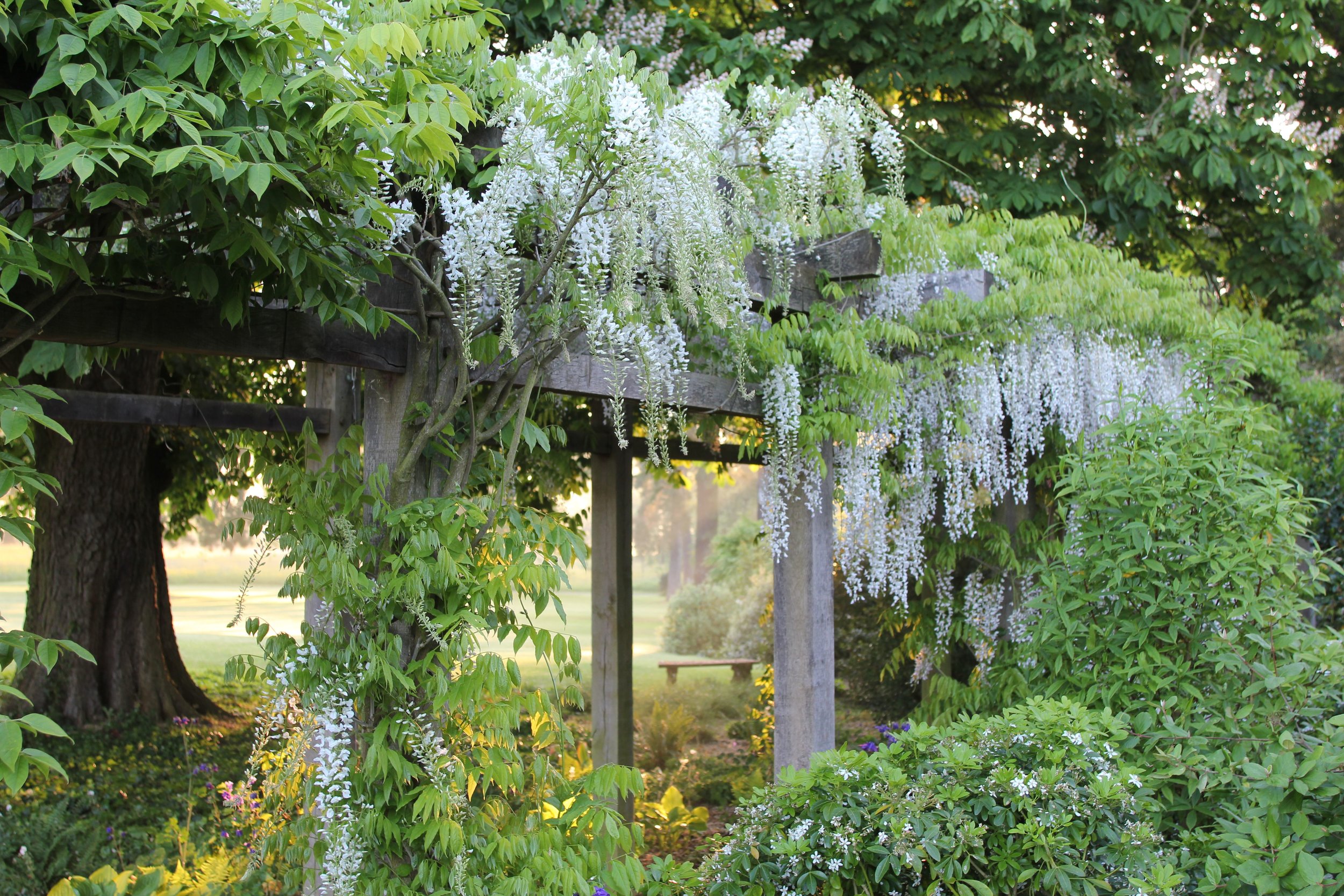 wisteria white.jpg