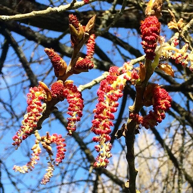 Black Poplar catkins... .
.
.
#britishtrees #dendrology #poplartrees #catkins