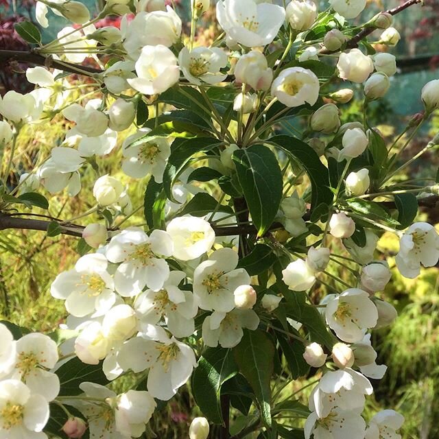 Malus brevipes Wedding Bouquet, smothered in small white blossom, incredibly profuse in flower and fruit....nice and early for a crab apple.
.
.
.
#crabapple #fruittrees #appleblossoms #dorset #symondsburyestate