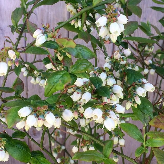 I&rsquo;m on a blueberry mission. They are simply beautiful plants in all respects. Flower , fruit and autumn colour . Brilliant in pots... We have a small allee of them at home so they will be easier to net from hungry blackbirds... in flower they a