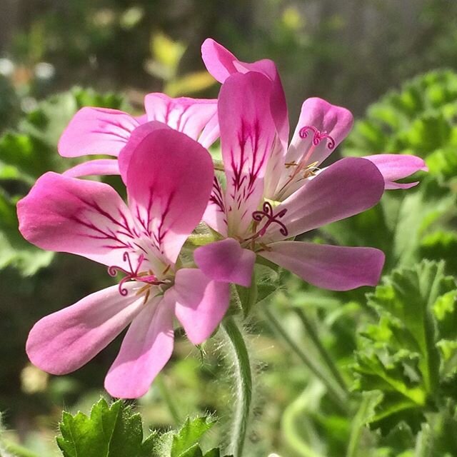 Scented Geranium Pink Capricorn... every year I like to have a new group of plants to obsess over and observe... I chose five from Fibrex nurseries and so far this one is top of the pile flowerwise.... .
.
.
#scentedgeranium @fibrex_nurseries #pelarg