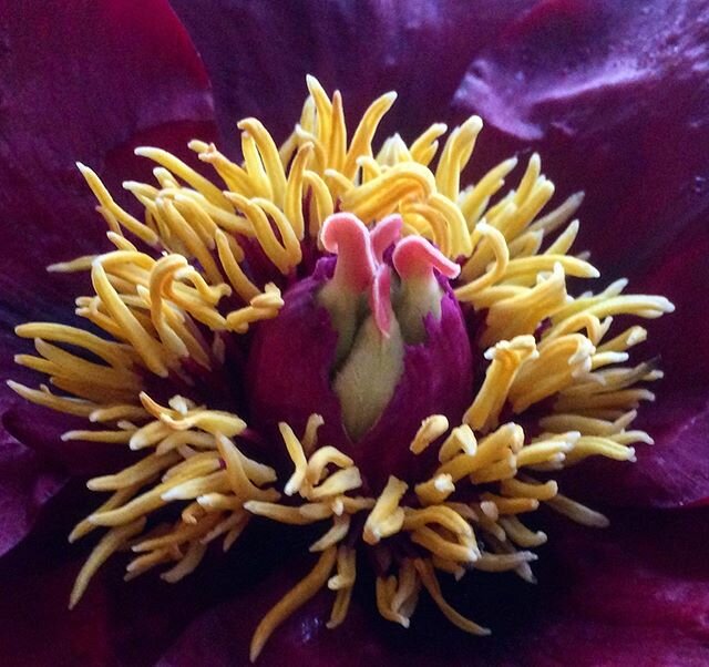 Intimate shot of Tree Peony Boreas, (god of the northern wind) in our lockdown garden... .
.
.
#treepeony #treepeonies #peonysuffruticosa #stamens #symondsburyestate #dorsetlife