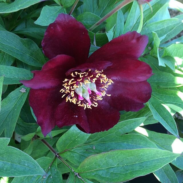 Peony Lafayette Escadrille (itoh type) named after an American military unit of volunteers fighting for France in First World War ...first time it has flowered decently for me. Itohs take some time to settle into their true selves, like so many of us