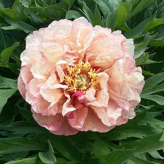 Peony Callies Memory... an itoh of many shades, no two blooms are the same as they fade from strong peach to cream and everything in between, making her difficult to place
.
.
.
#itohpeony #peonies #peonyflower #rareplants #dorset #symondsburyestate