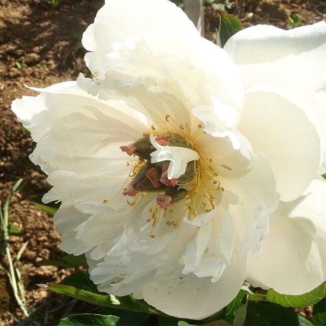 Peony Love Affair, one of the very few white Itoh peonies (also called intersectional which sounds far too much like key hole surgery...) Itoh was a Japanese American who was the first to make the cross between tree peonies and herbaceous peonies. Th