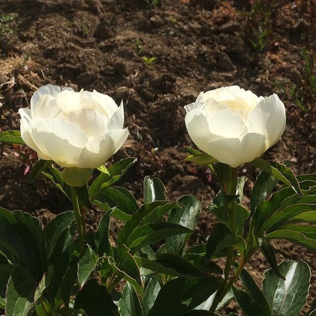 Peonies galore, yum yum .
.
.
#peonies #peoniesaremyfavorite #symondsburyestate #dorset