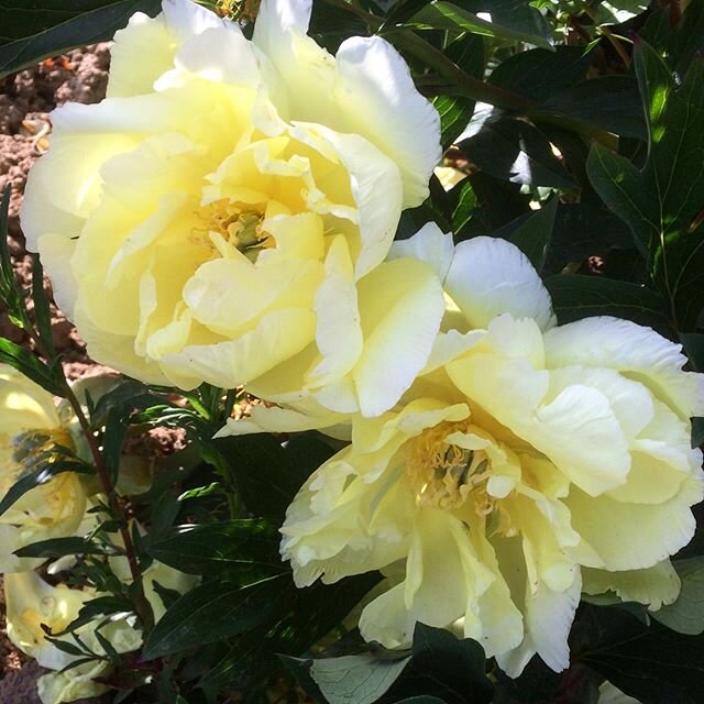 Peony Smith Family Yellow .... pure sunshine and fades beautifully on a large shrub like mound of pointy leaves...after 3 years it is settling down and has produced over 20 blooms this year....
.
.
.
#itohpeony #peonyseason #rareplants #symondsburyes