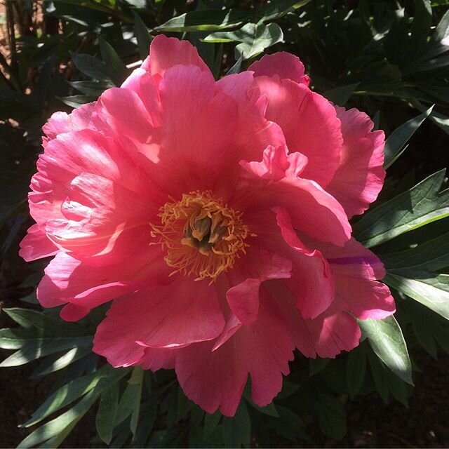 The best of the lot ! Peony New Millenium, settling down after 3 years ... fades beautifully, handsome shrub like one metre high and wide... very scarce as yet probs due to high amount of tree peony blood that makes it slow to bulk up....
.
.
.
#peon