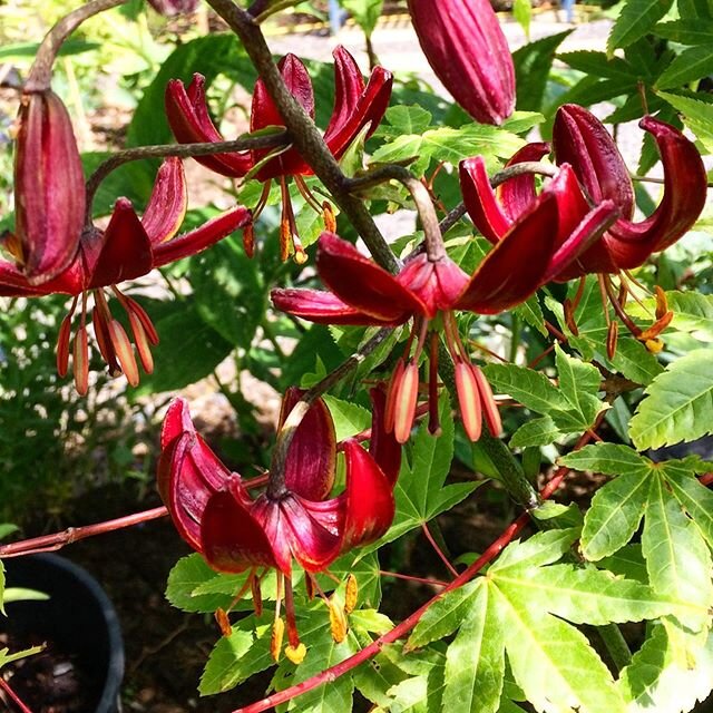 Dark red Martagon Lily .... Worth the effort of plucking off lily beetles which manage to find even the most isolated lily for miles around.... how do they do it? .
.
.
#lilies #martagonlily #martagonlilyclaudeshride #rareplants #symondsburyestate #l