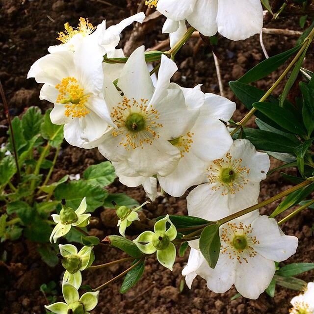 Carpenteria californica Ladham&rsquo;s variety, such clean white flowers but loses out on scent when it has to compete with Philadelphus... nevertheless a great shrub, evergreen for sunny spot ...
.
.
.
#carpenteriacalifornica #rareshrubs #rareplants