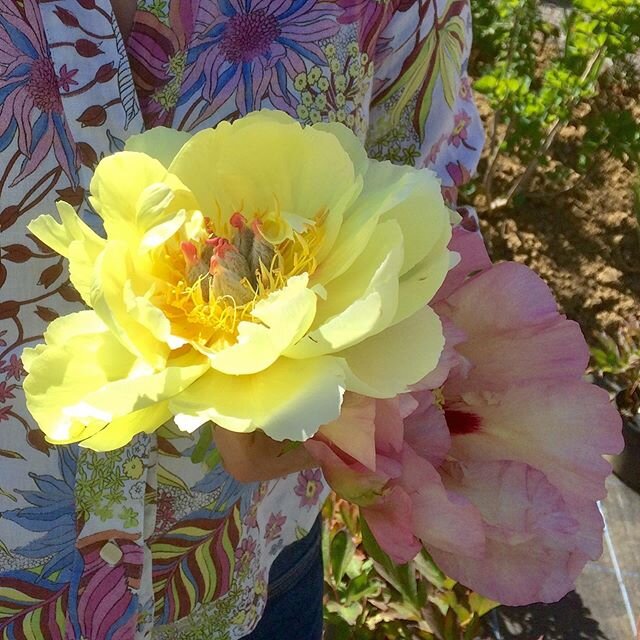 If only every visitor came to the nursery so perfectly dressed to set off the flowers of the season, like these two Itohs peonies .
.
.
#peony #peonyflower #symondsburyestate #dorsetplantsman #dorset #rareplants