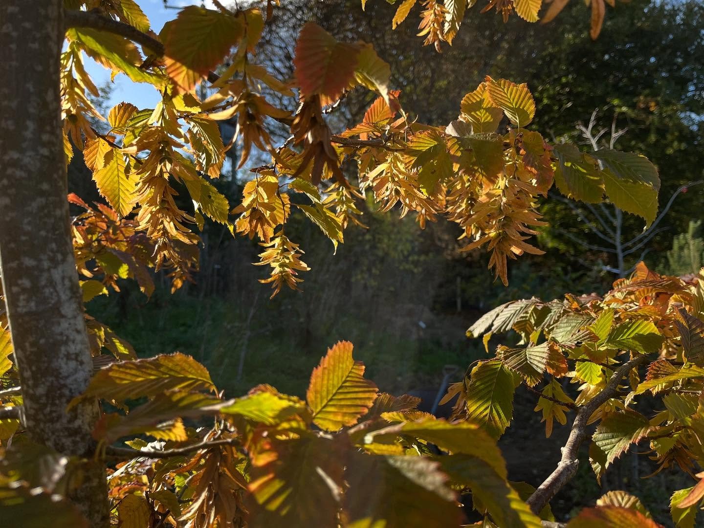 Hornbeam and Redbud, glowing in this fabulous autumn. Carpinus betulus Rockhampton Red and Cercis Ruby Falls.. both have remarkable mixed tones in autumn that last well&hellip; just takes a late afternoon shaft of light to bring out the magic.
.
.
.
