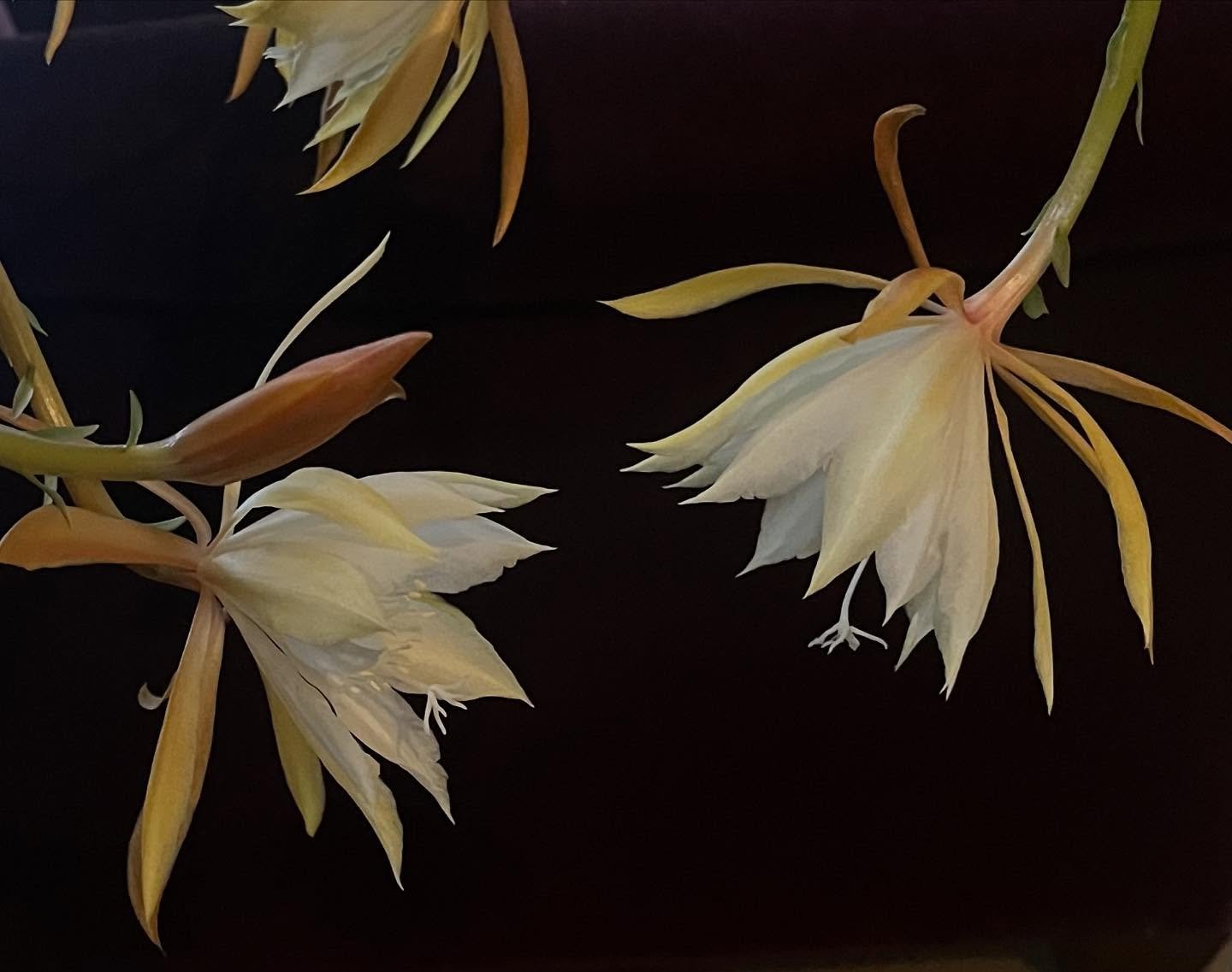 On a completely different note, I&rsquo;ve just enjoyed five days of the overwhelming scent of my Fishbone Cactus&hellip; I usually kill houseplants but this plant is dead easy &hellip; 
.
.
.
#fishbonecactus