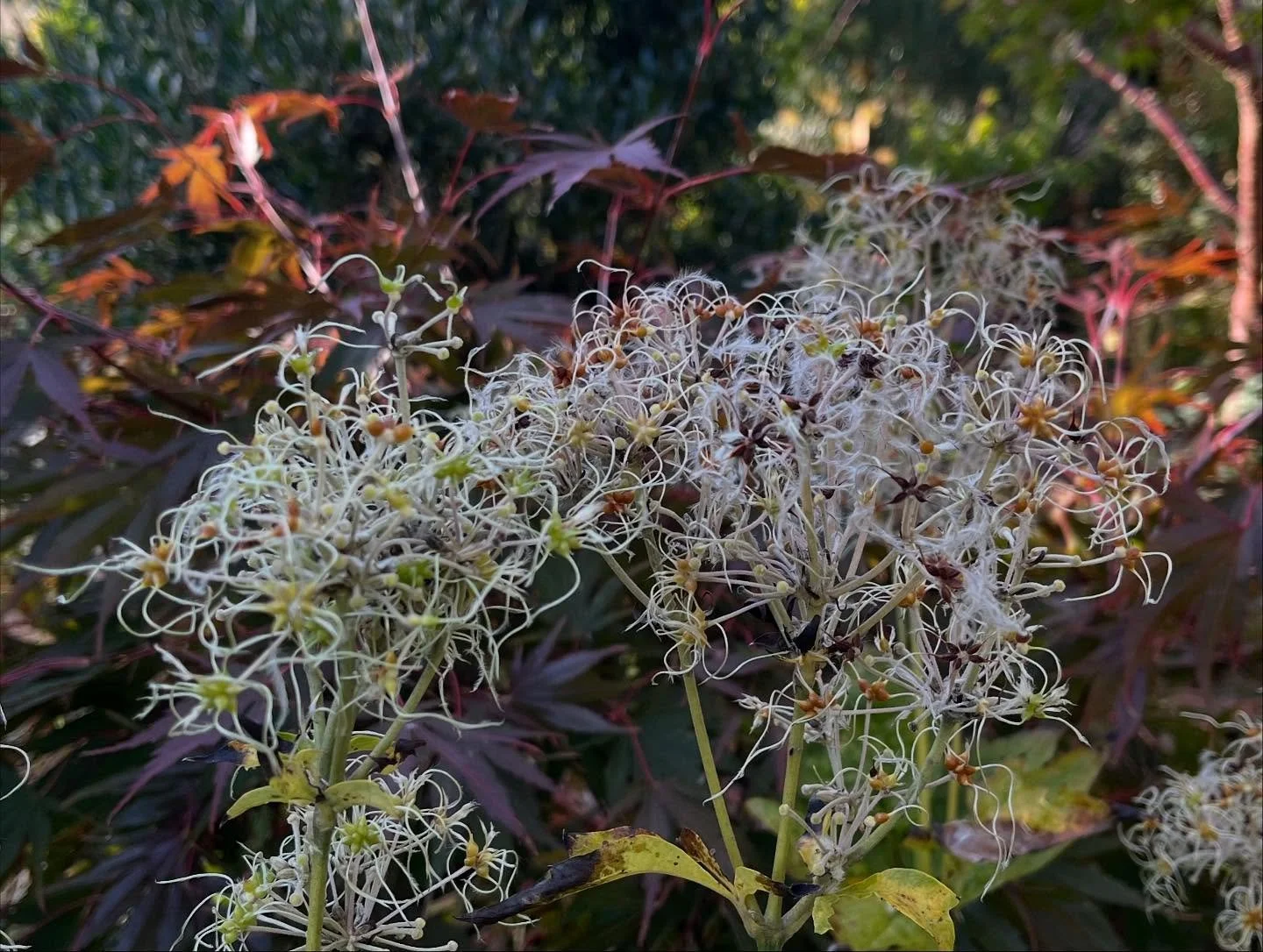 Lovely tangle of seedheads on the herbaceous Clematis x bonstedtii, an old cross between C.stans and C.tubulosa. This plant is a tall pale blue form, while the second pic is the variety &lsquo;Pink Dwarf&rsquo; which has only recently stopped floweri
