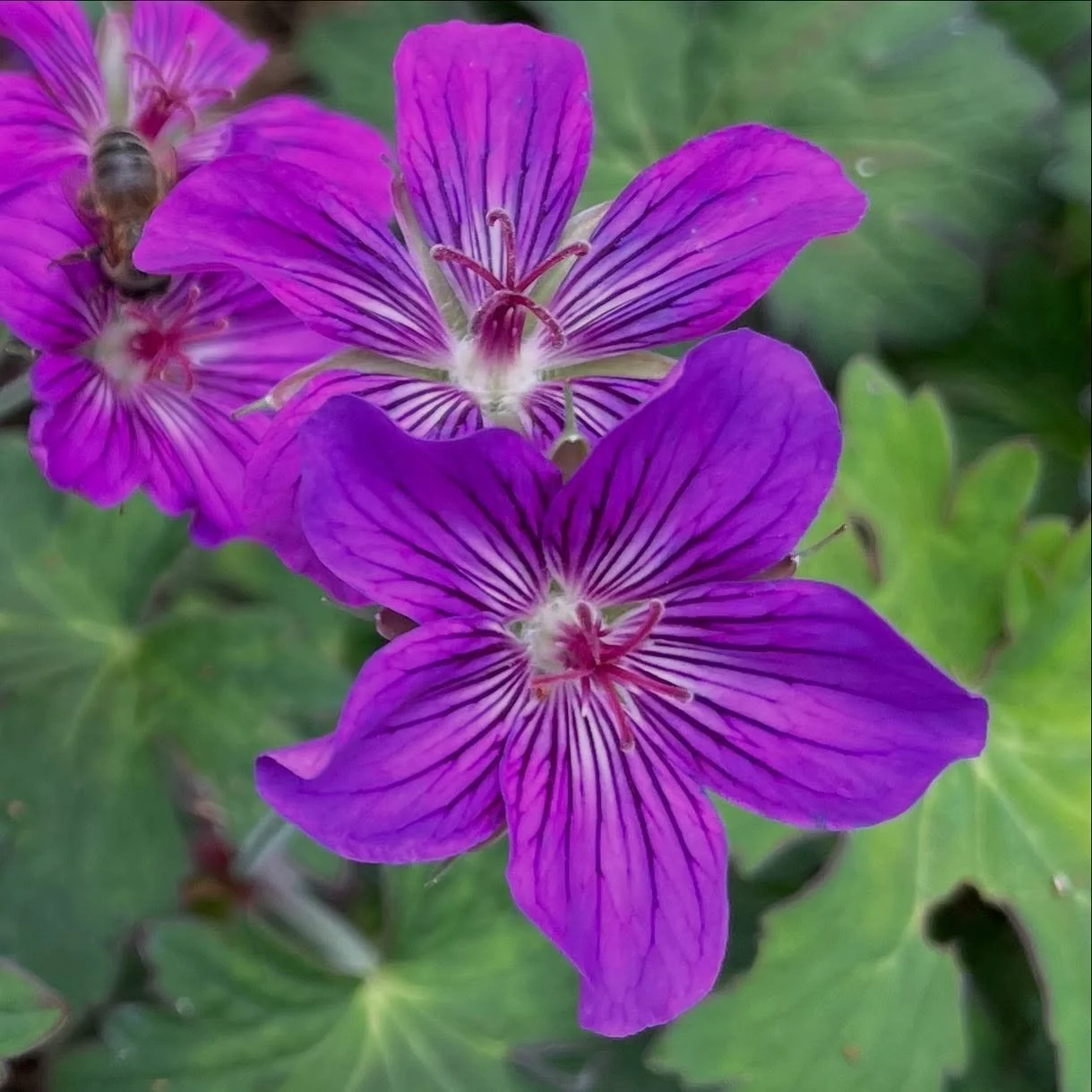 My favourite geranium of the moment; the later flowering G. wlassovianum Lakwijk Star&hellip; for its intensity even on shady days. Also leaves turn brilliant colours in the autumn &hellip;
.
.
.
#geraniumwlassovianumlakwijkstar #geraniumwlassovianum
