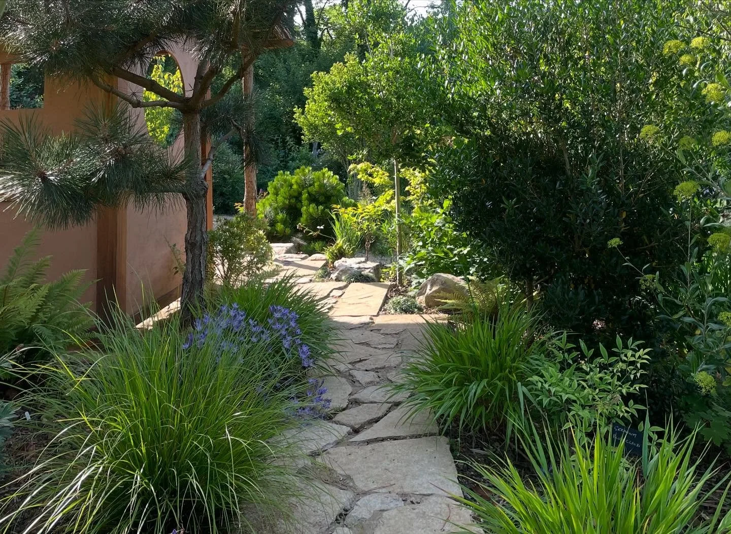 A welcome cool passage to the side of the Koshikake&hellip; pines, ferns, hakone grass, and a hint of blue from a bunch of tritelia .
.
.
.
#koshikake #hakonegrass #triteliaqueenfabiola