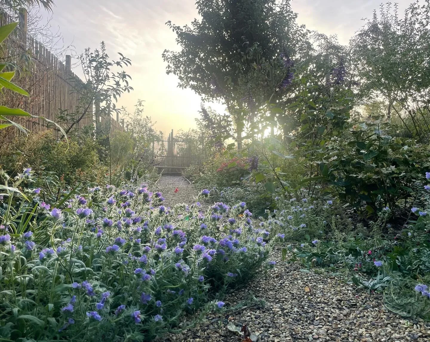 Dawn on the  viper&rsquo;s bugloss. Echium plantagineum &lsquo;blue bedder&rsquo; (not vulgare as it is often listed); a hardy annual, loved by small bumble bees but has become a problem weed in Australia and elsewhere. In this country it shows modes