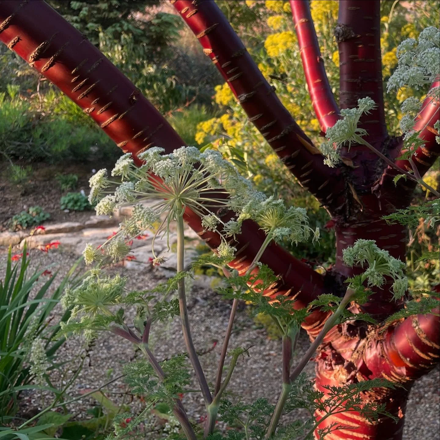 Three-in-one. Selenium wallichianum brushing up against the polished mahogany stems of a Tibetan Cherry, itself set off by a backdrop of the mustard yellow-green flowers of Bupleurum fruticosum. 
.
.
.
#seleniumwallichianum #prunusserrula #tibetanche