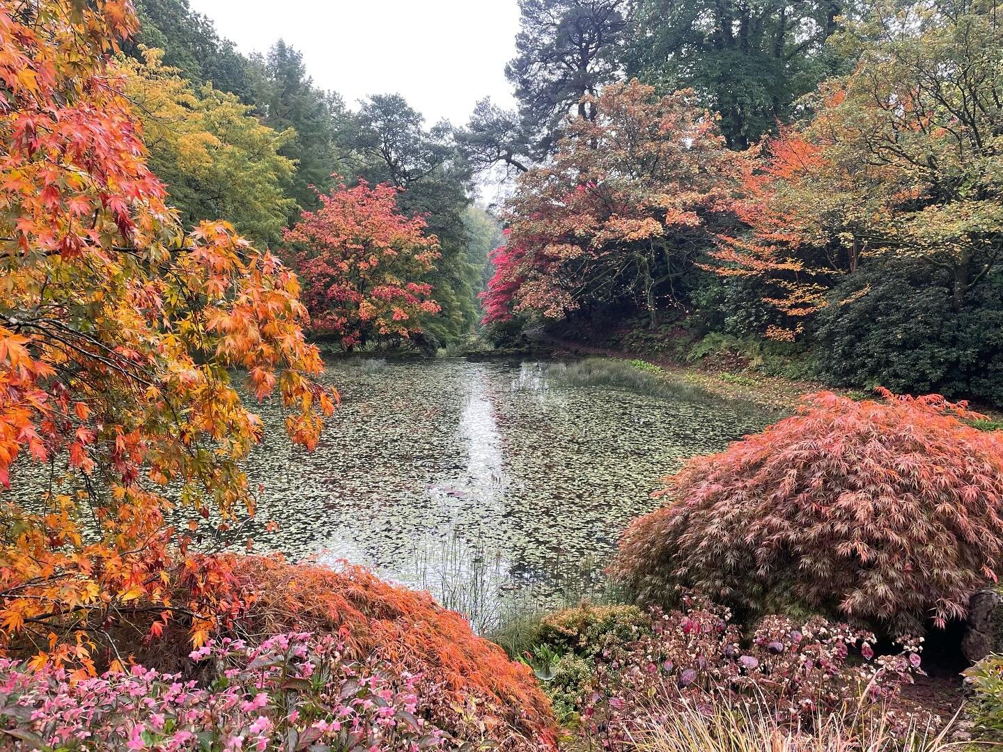 Glorious moment in Lydney Park Gardens&hellip;.
.
.
.
#lydneyparkestate