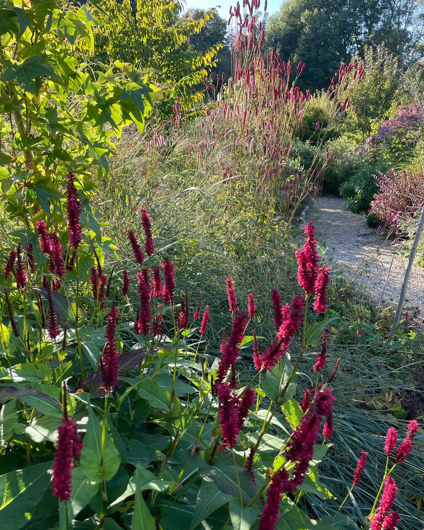 September is such a great month.. the stillness, the light and so many great plants enjoy it too! Persicaria Blackfield and Sanguisorba Blackthorn making great partners; both sturdy in the recent wind and rain&hellip; and now catching the last rays 
