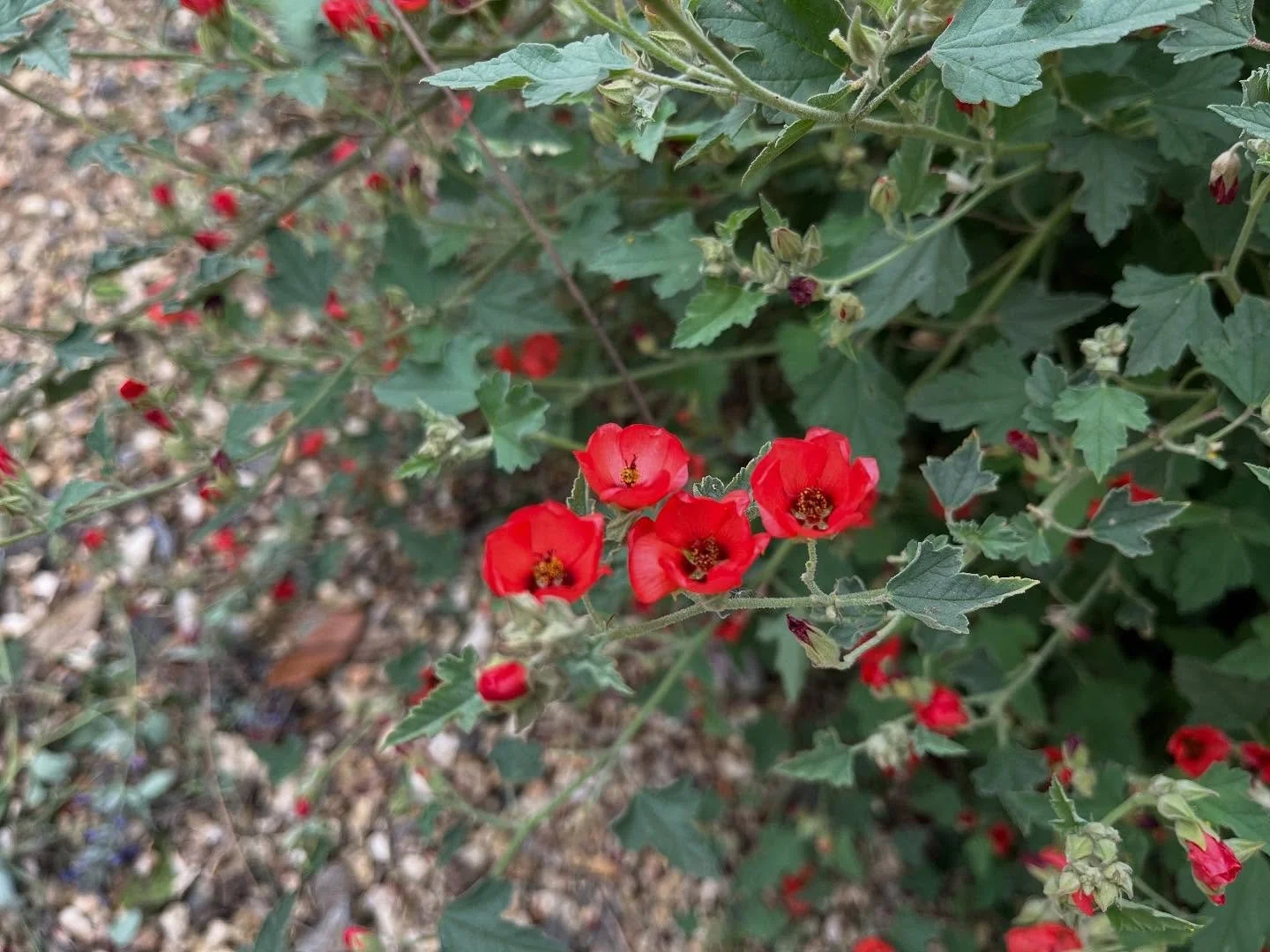 Show stopper this year; Sphaeralcea Newleaze Coral, non stop flowering in an arresting colour but sitting comfortably surrounded by blues and purples.
.
.
.
#sphaeralceanewleazecoral #sphaeralcea