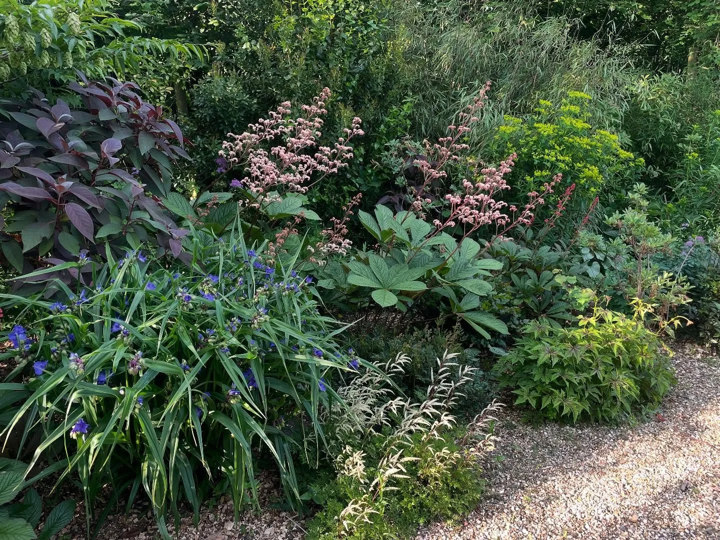 All kinds of things going on in the semi-shade; Rodgersias, Tradescantia, Aruncus Guinea Fowl, Euphorbias, and more .
.
.
.
#shadeborders #rodgersiapinnata #aruncusguineafowl #tradescantiabluestone