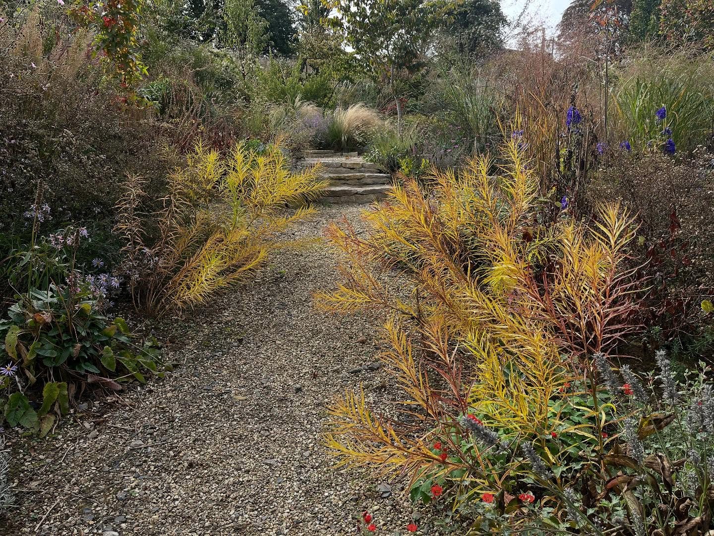 Amsonia Halfway to Arkansas.. love the name, love the plant, shorter than Amsonia hubrichtii (not quite halfway though) &hellip; planted below the Y steps I built last winter where the surrounding plants keep on giving. Such a mild autumn that I have