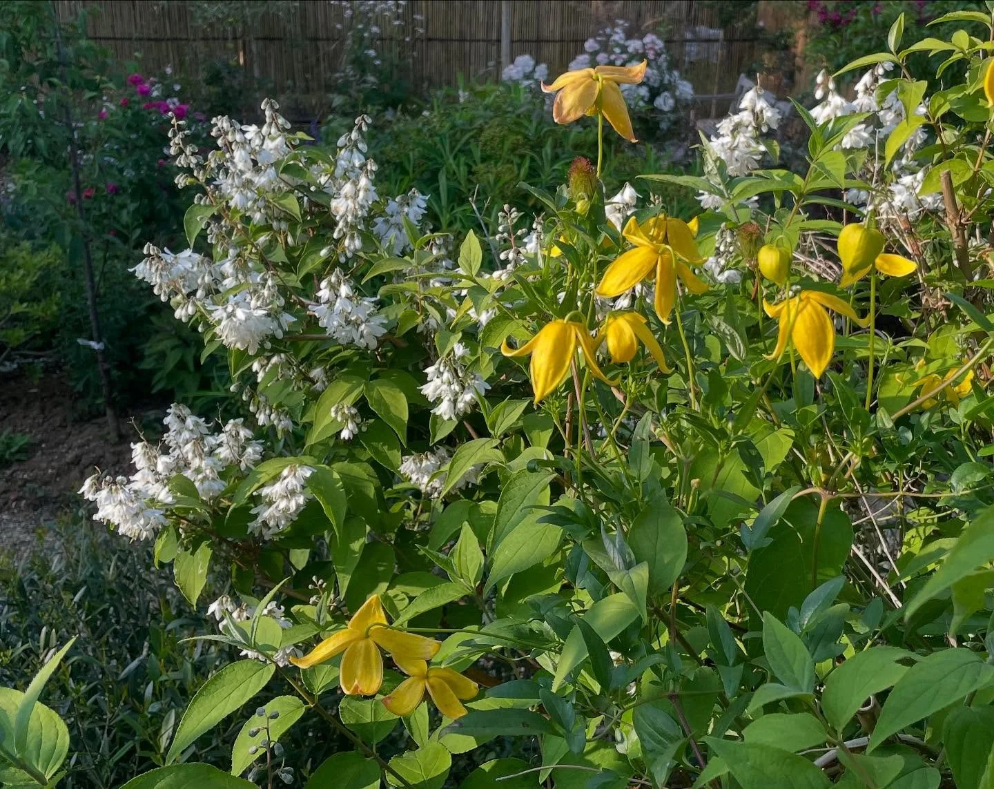 Clematis Helios flowering very early this year and coinciding with its host Deutzia ningpoensis.
.
.
.
#clematishelios #deutzianingpoensis