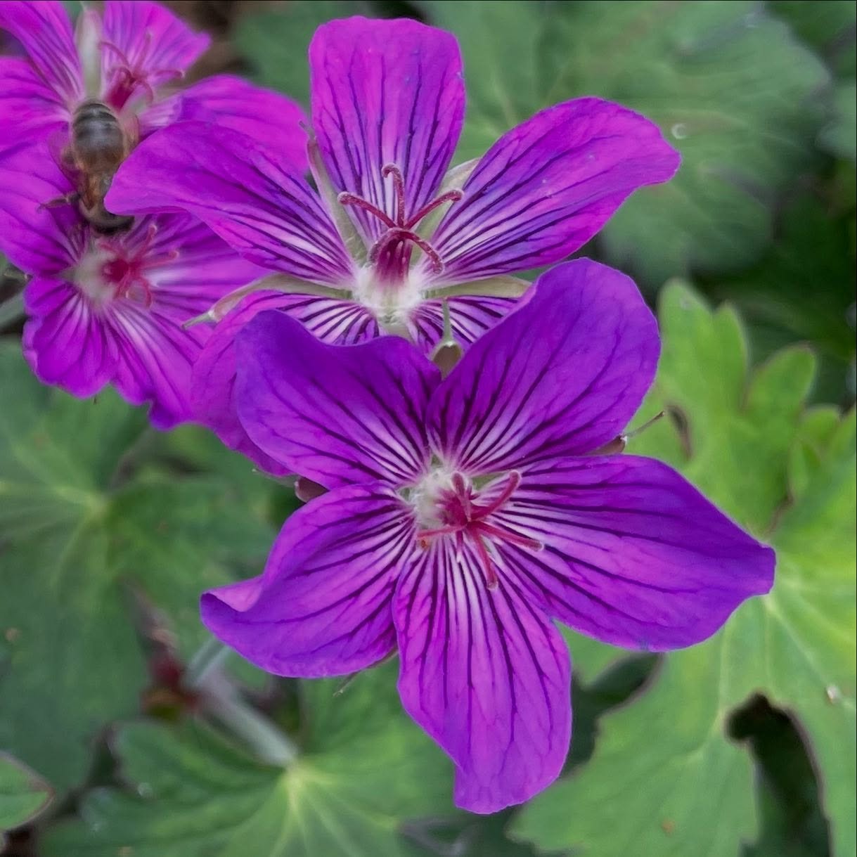 My favourite geranium of the moment; the later flowering G. wlassovianum Lakwijk Star&hellip; for its intensity even on shady days. Also leaves turn brilliant colours in the autumn &hellip;
.
.
.
#geraniumwlassovianumlakwijkstar #geraniumwlassovianum