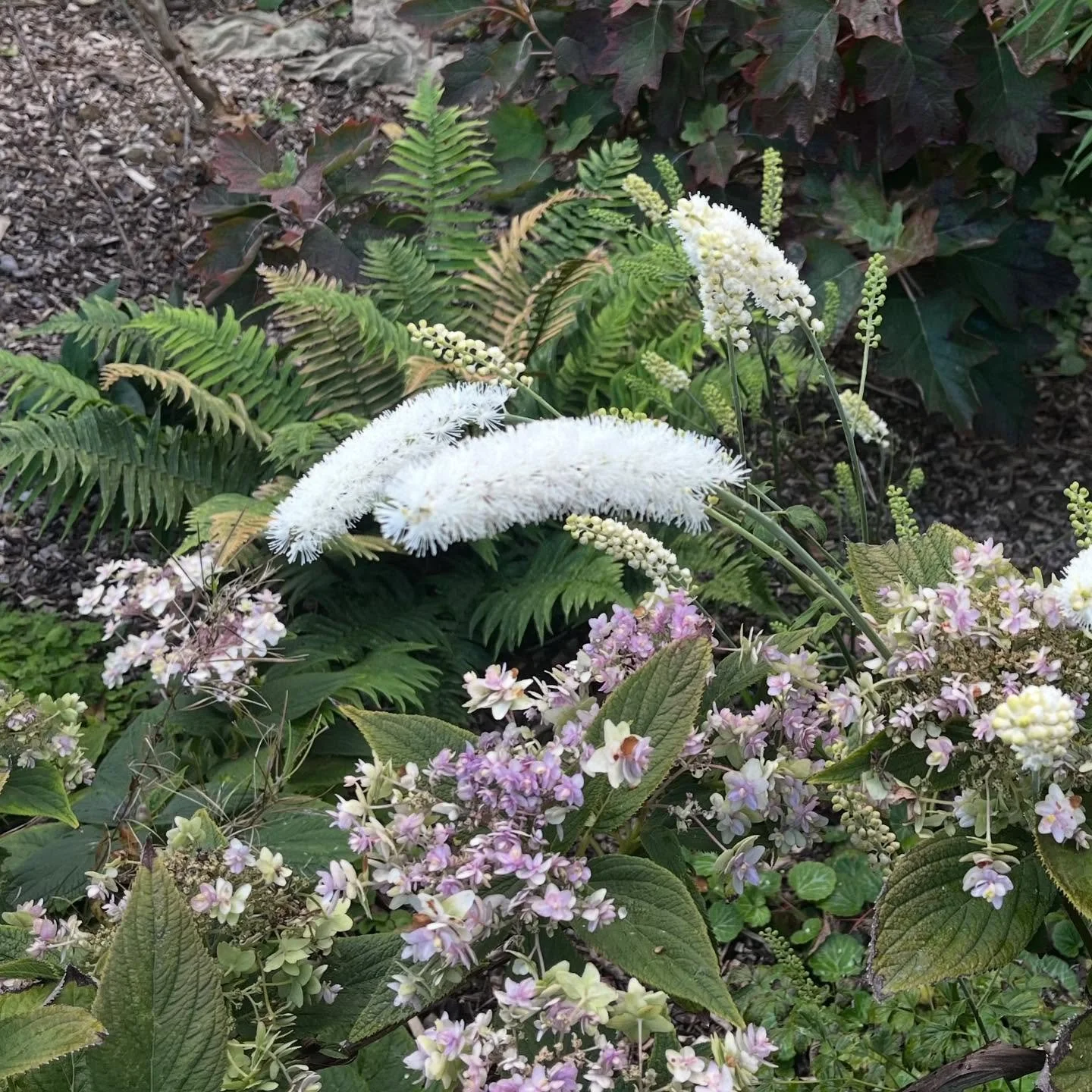 Actaea White Pearl leaning over Hydrangea involucrata Multiplex; still lots happening in the garden!
.
.
.
#actaeawhitepearl #actaeamatsumurae #hydrangeainvolucrata #hydrangeainvolucratamultiplex