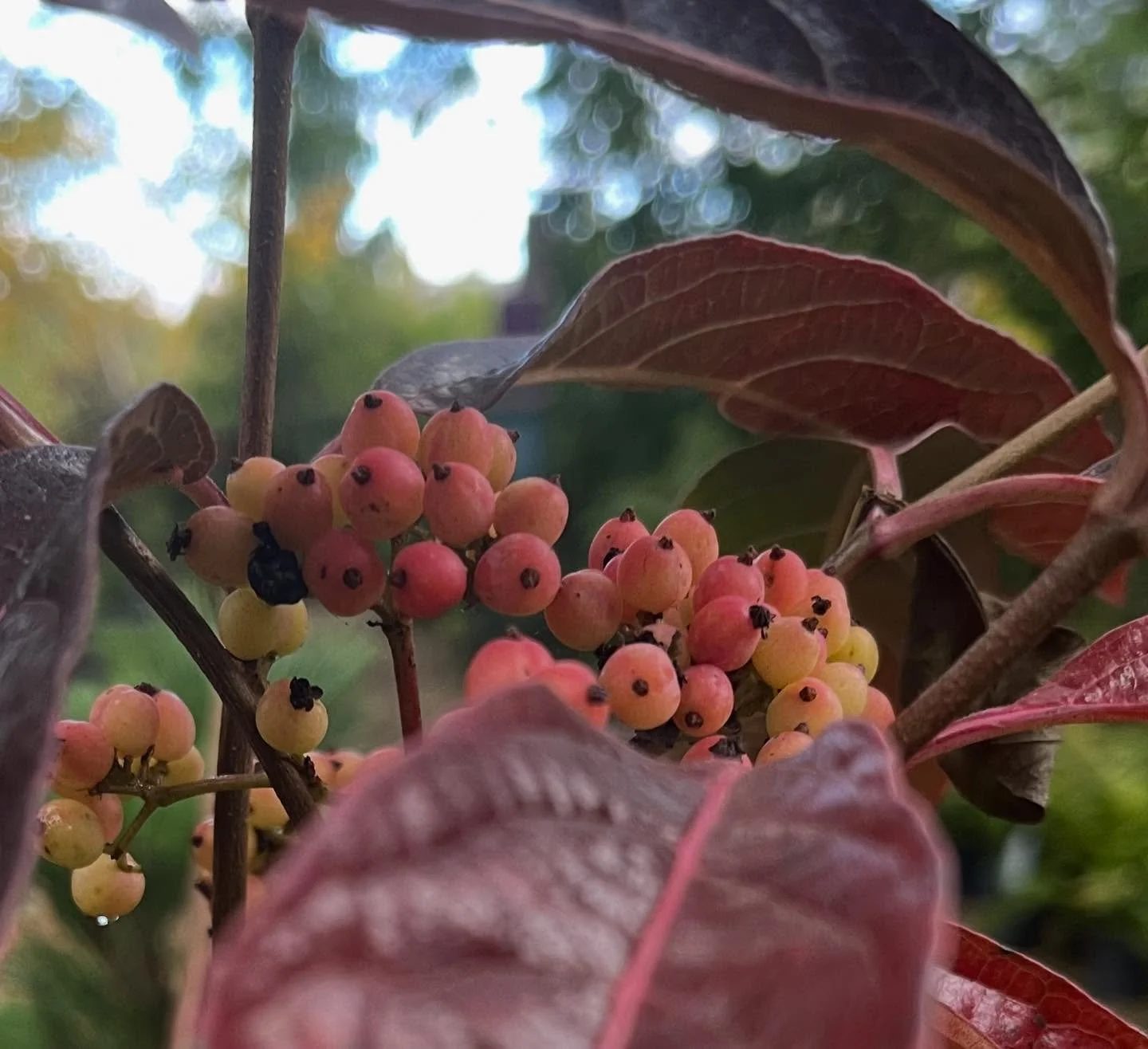 Viburnum nudum Brandywine, such a rich harmony of berry and leaf in autumn.. 
.
.
.
#viburnumnudumbrandywine #viburnum #viburnumnudum