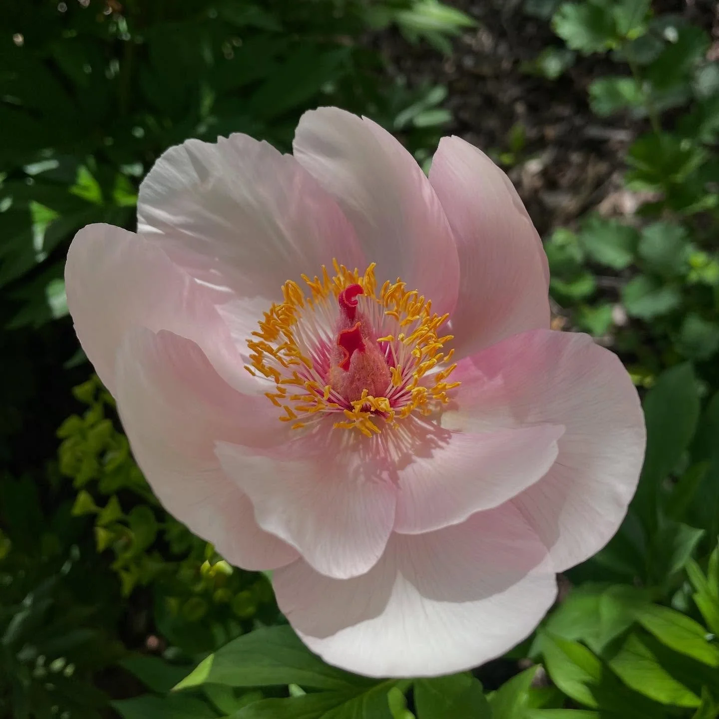 Peony Nosegay. An exquisite herbaceous peony but making a fleeting appearance to announce the start of the peony season. #
.
.
.
#peonynosegay