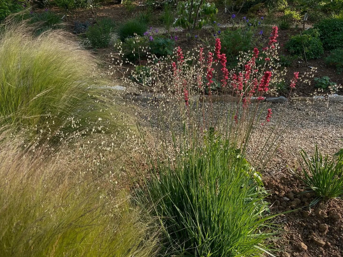 Heuchera and Briza in the evening light&hellip;
.
.
.
#heucheraflowers #brizamaxima