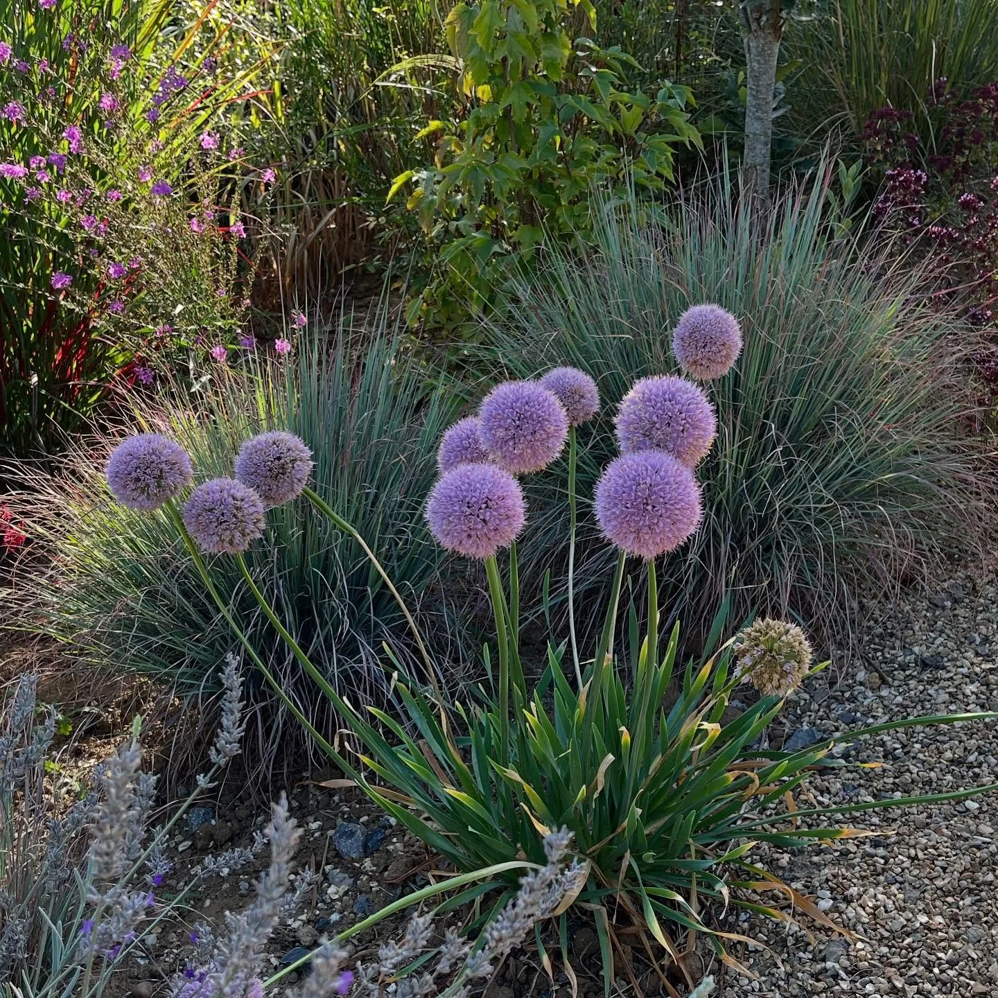 Allium Bubble Bath, glowing in the morning light, against Schizachrium Standing Ovation
.
.
.
#alliumbubblebath #latefloweringallium