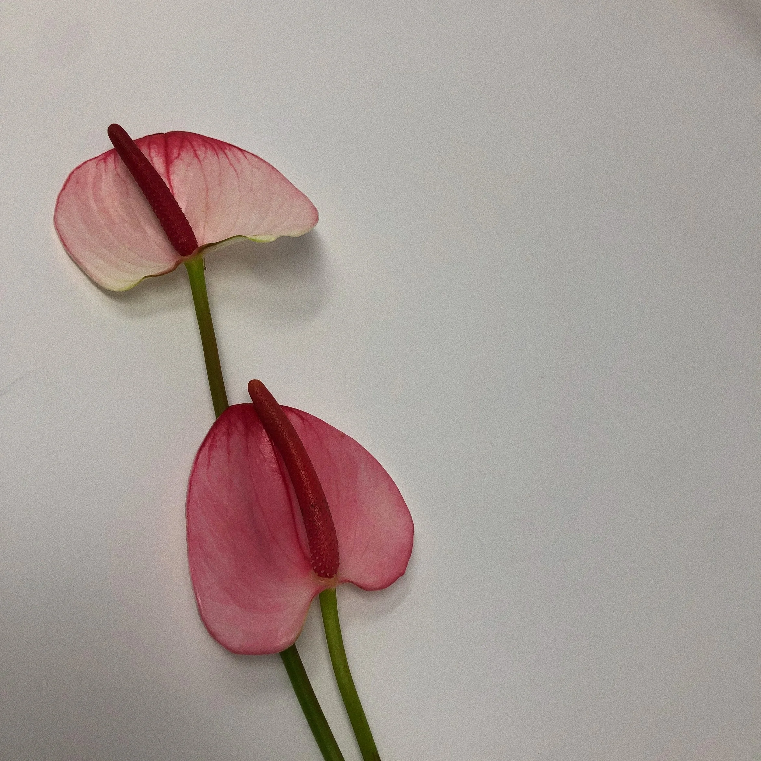 Anthurium