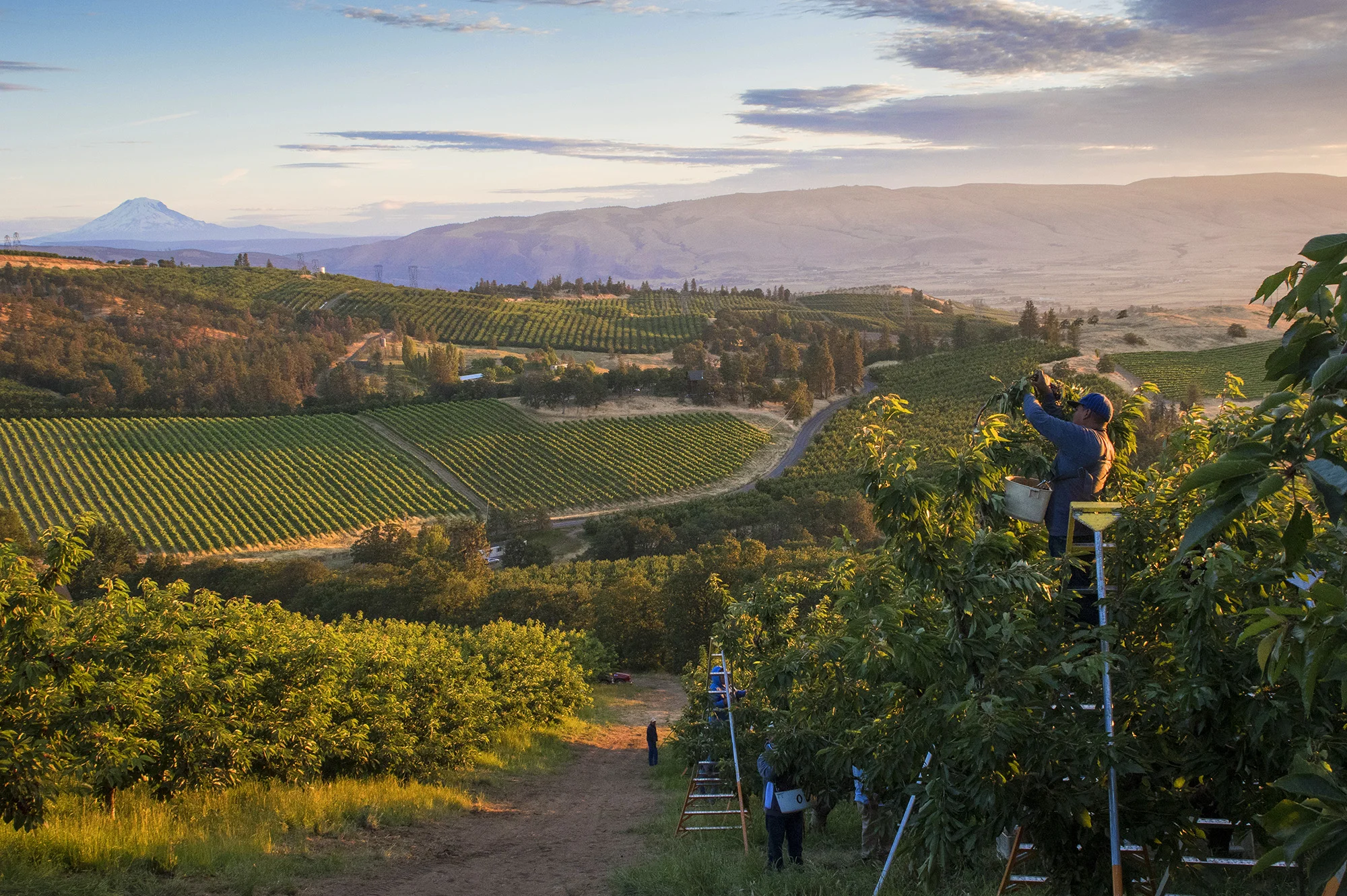 Orchard View Cherries_20160622_175-EDITED.jpg