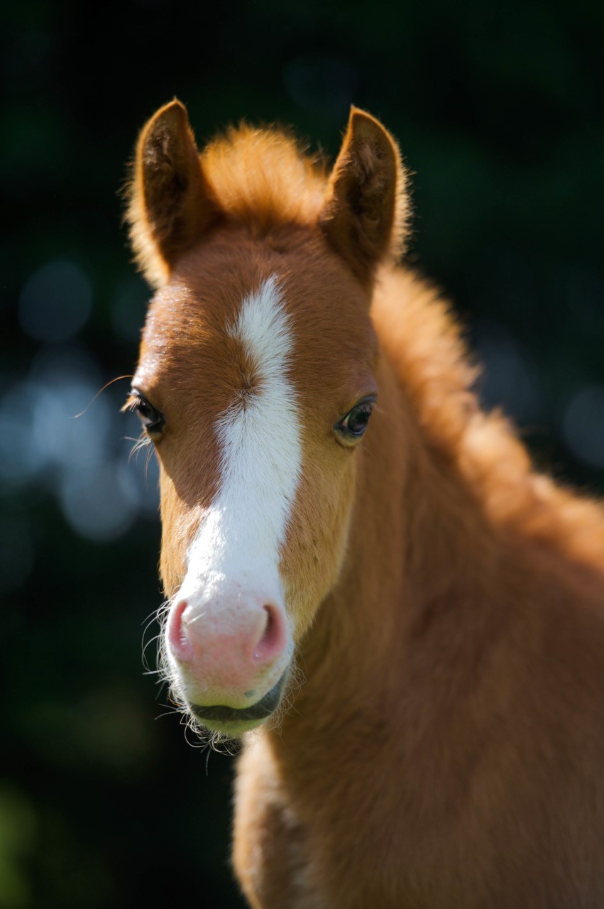 Fudge our first foal born at Help for Horses UK charity